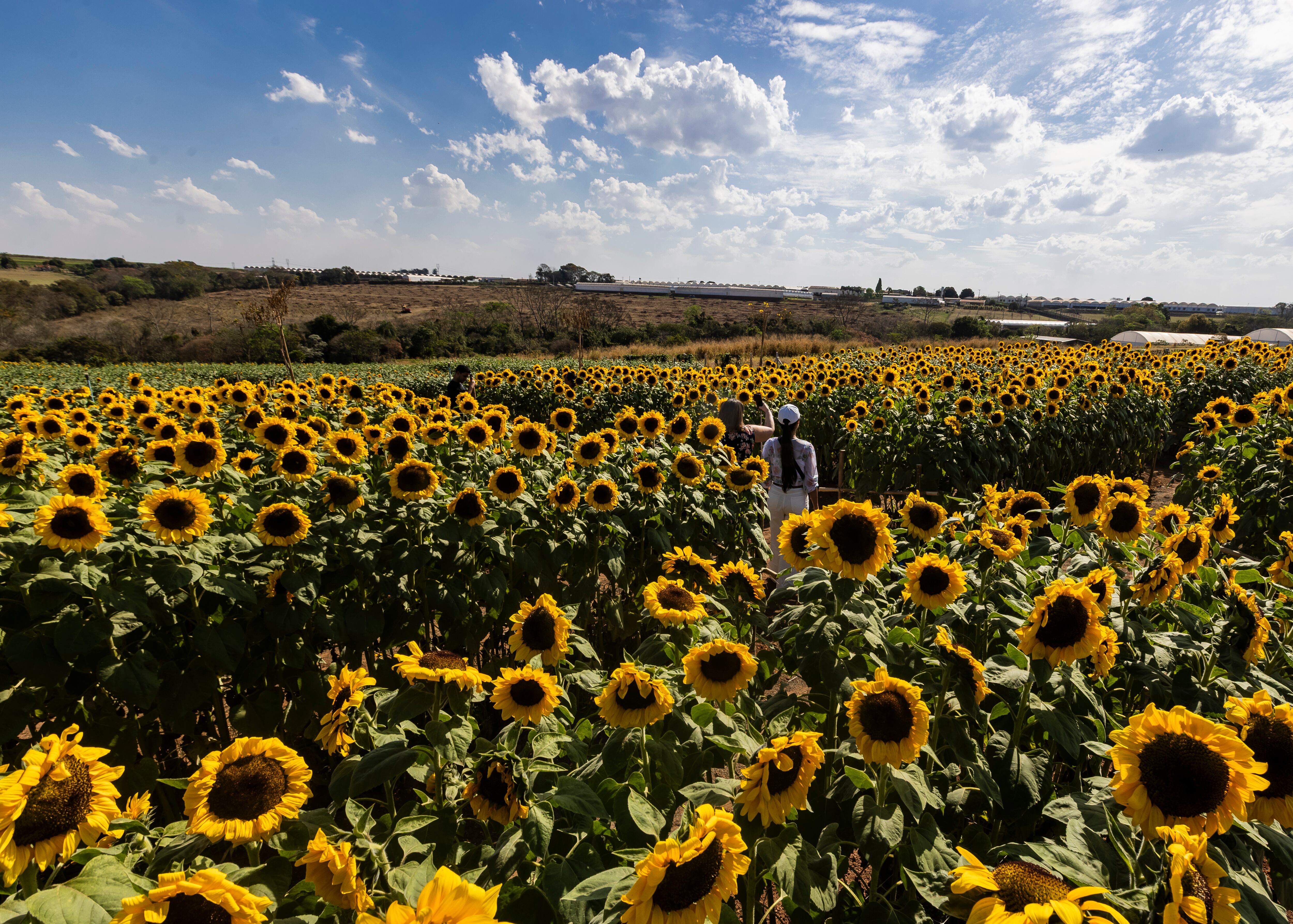 Compras de Flores e Produtos Locais: Leve um Pedaço de Holambra para Casa - inspiração 1