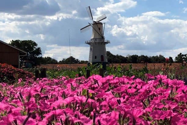 Compras de Flores e Produtos Locais: Leve um Pedaço de Holambra para Casa - inspiração 2