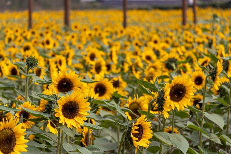 Como Chegar em Holambra: Rotas e Opções de Transporte - inspiração 1