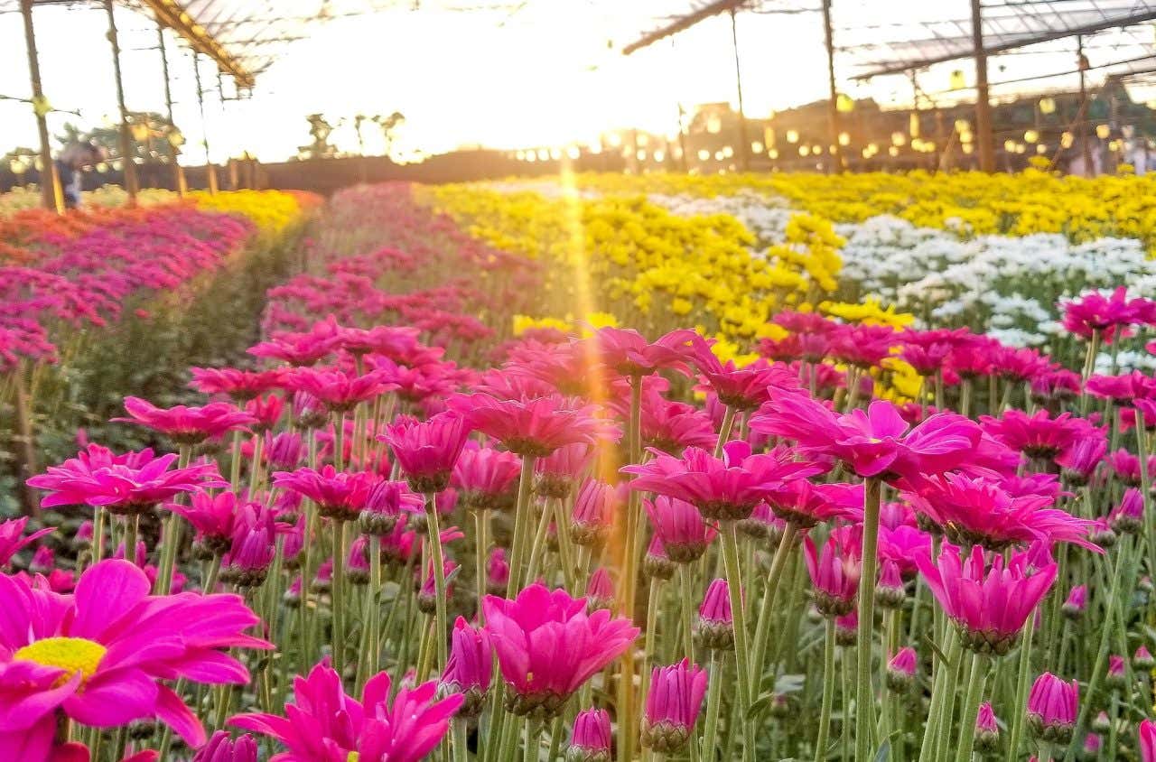 Atrações Imperdíveis Além dos Campos: Roteiro Completo - inspiração 1