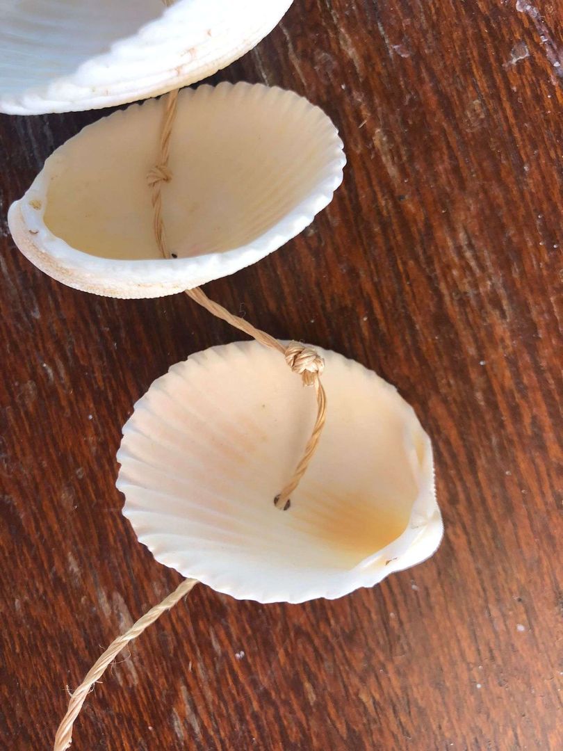 Distribuição e Equilíbrio: A Arte de Organizar as Conchas - inspiração 1