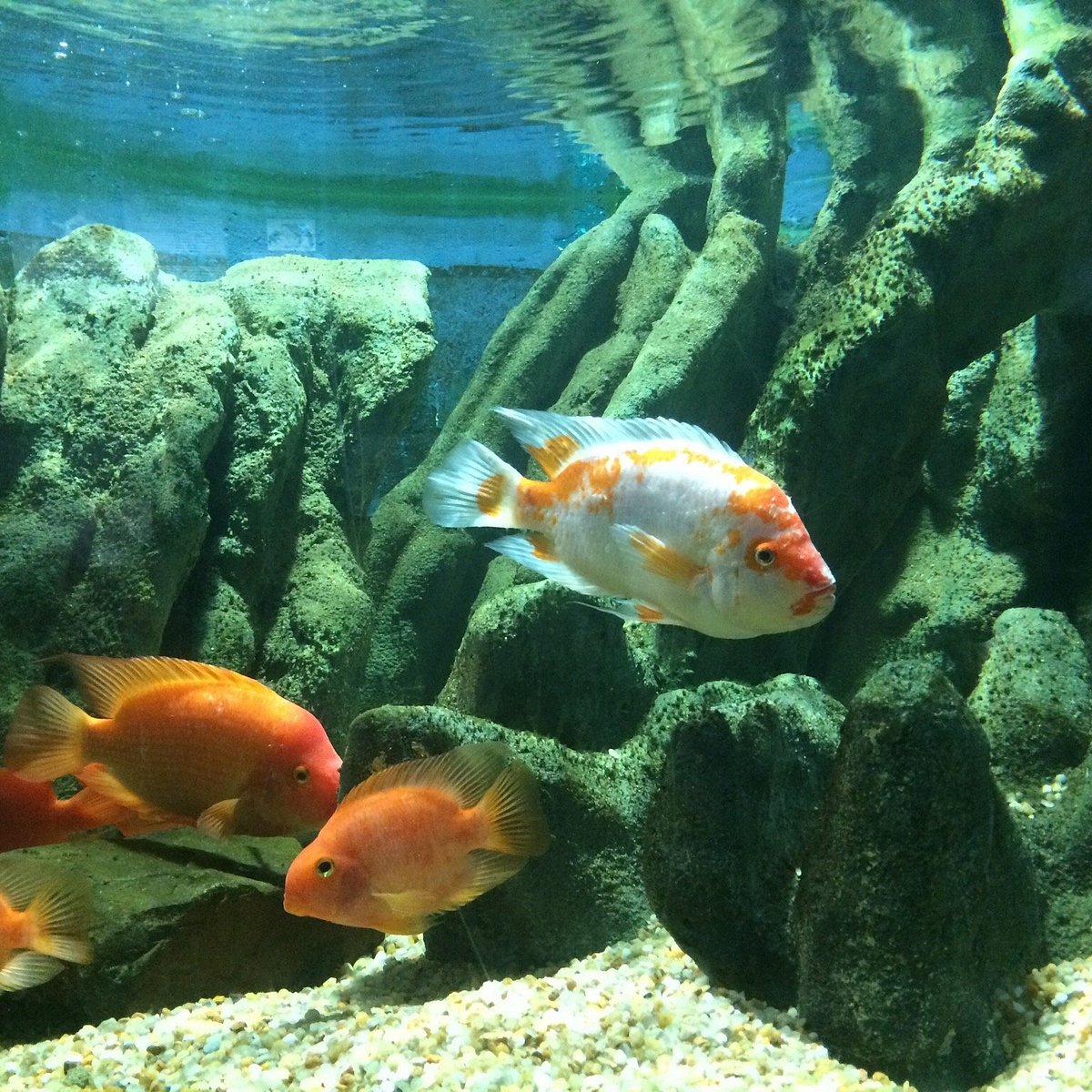 Dicas Essenciais para Visitar Santos: Além do Aquário