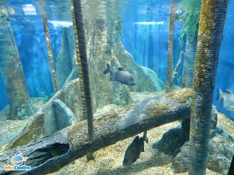Alternativas de Passeios em Santos Durante a Reforma do Aquário