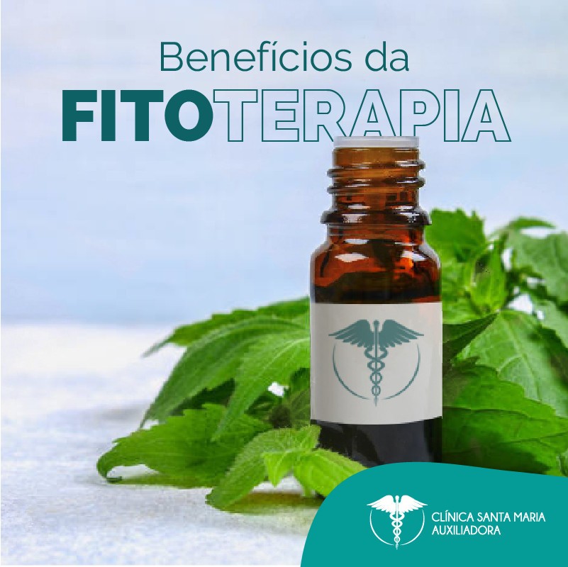 Guia de plantas medicinais: Quebra-pedra