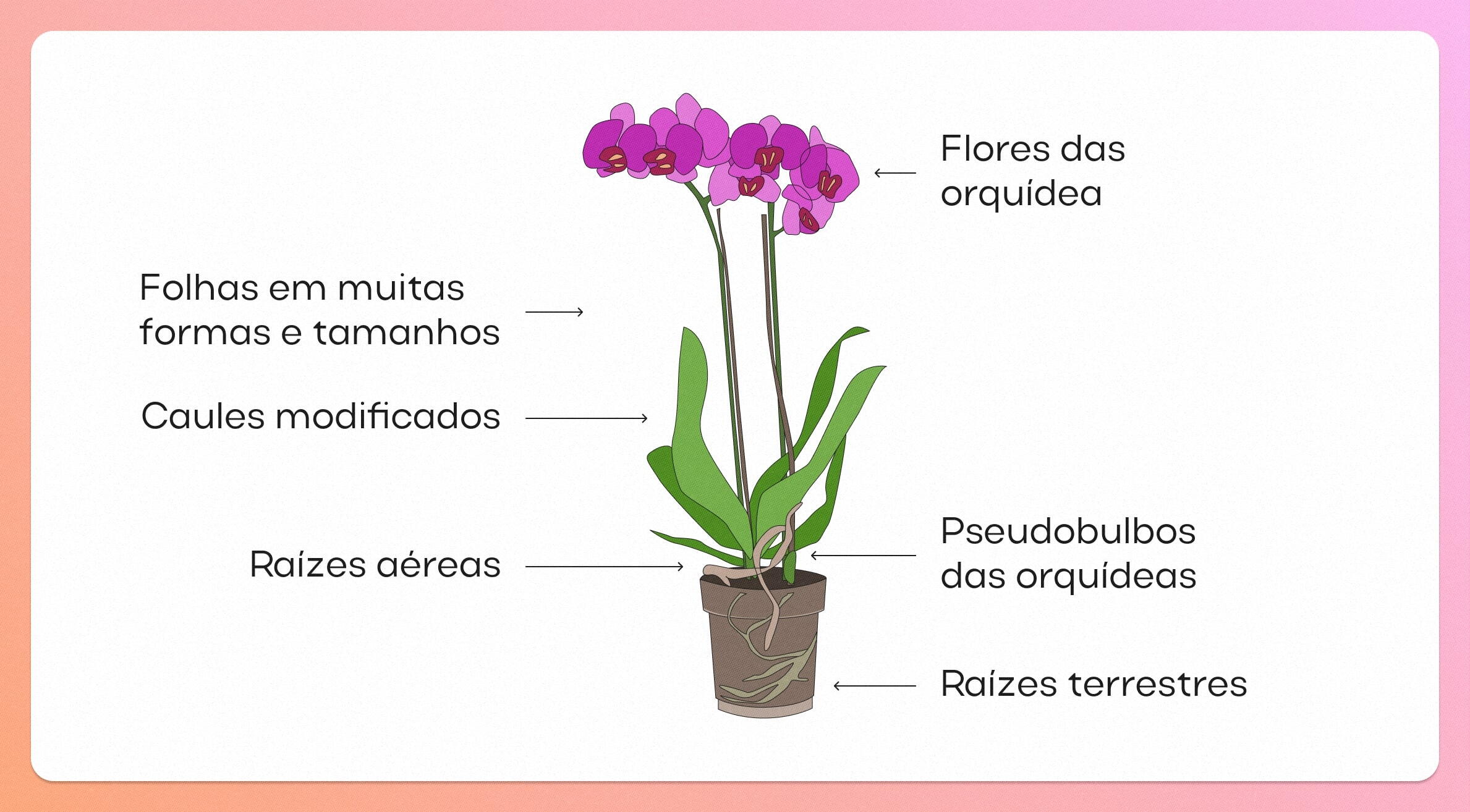 como cuidar de orquídeas em vaso