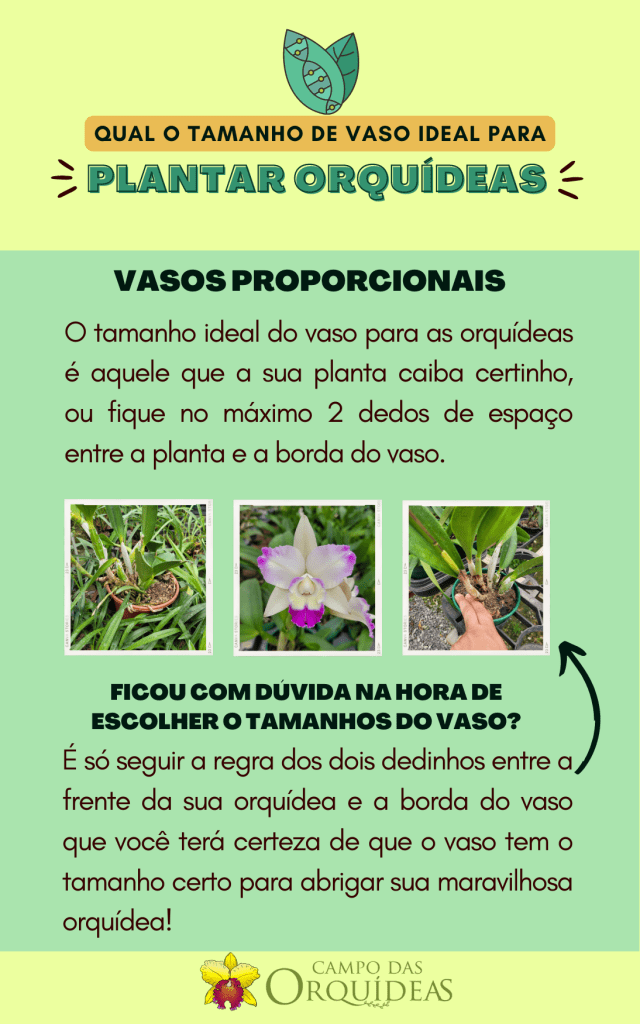 Desvendando os Segredos da Adubação Perfeita para Orquídeas Floridas