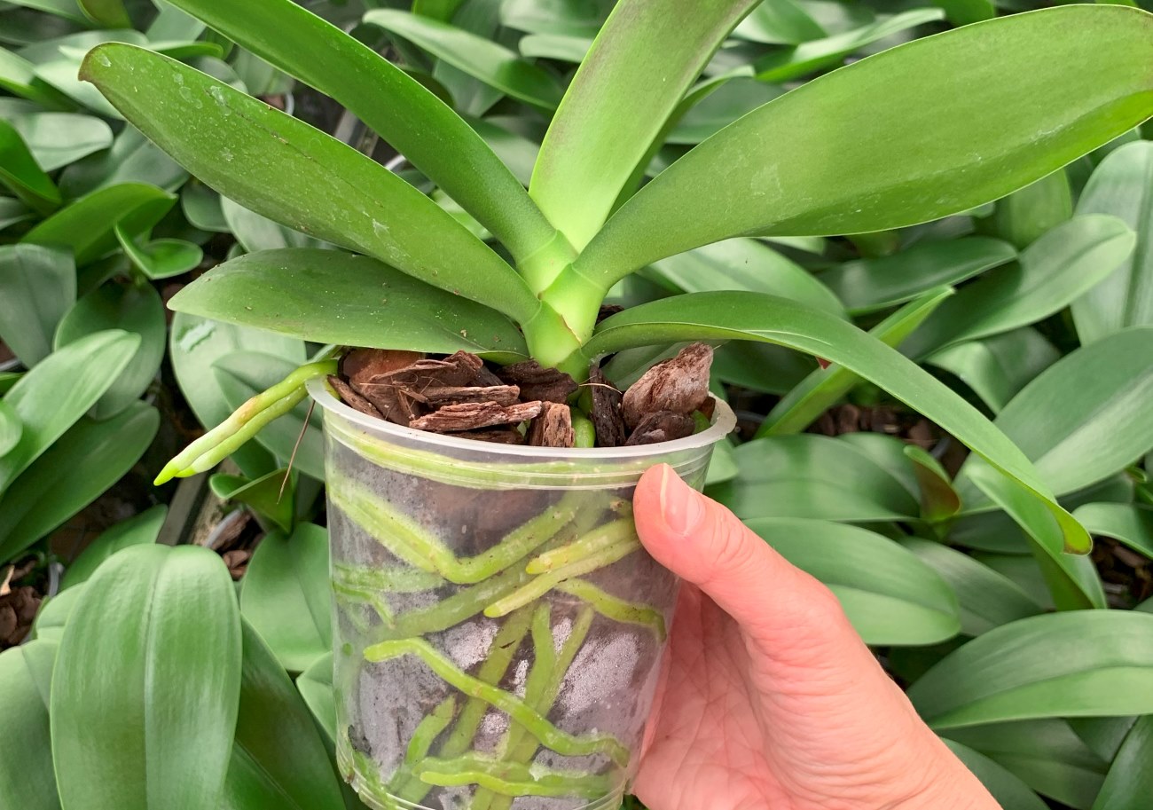 O Impacto da Luz e Umidade no Florescimento das Suas Orquídeas
