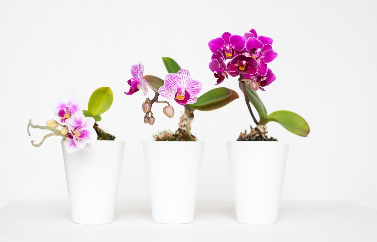Phalaenopsis vs. Dendrobium: Qual Orquídea Escolher para o Seu Lar?