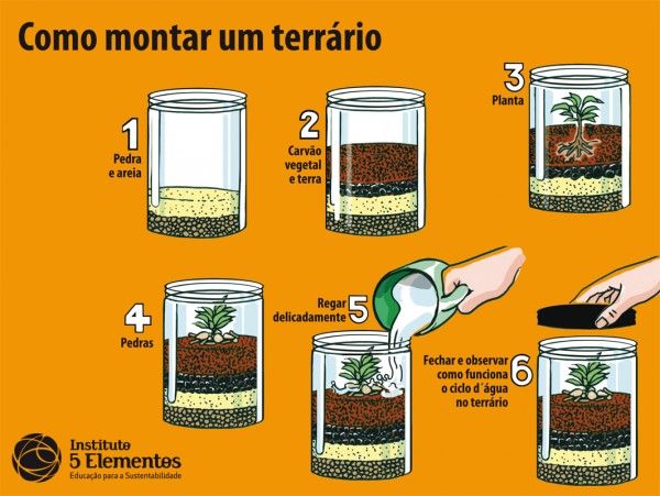 Guia Completo: Plantas para Terrário Fechado e Aberto