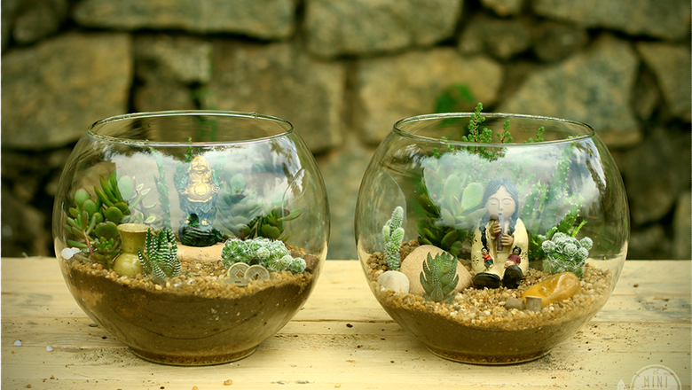 Como Montar um Terrário de Suculentas: Dicas Essenciais