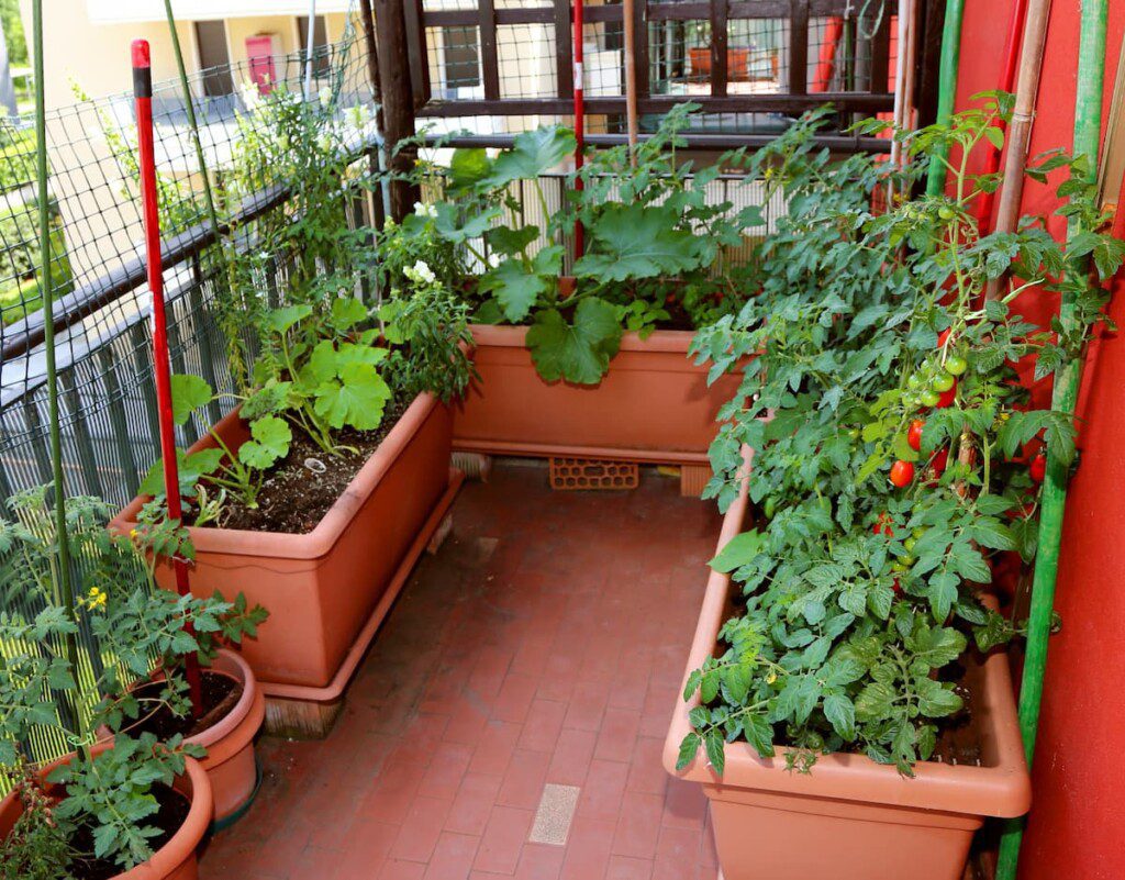 horta em apartamento vs horta em quintal: qual a melhor opção?