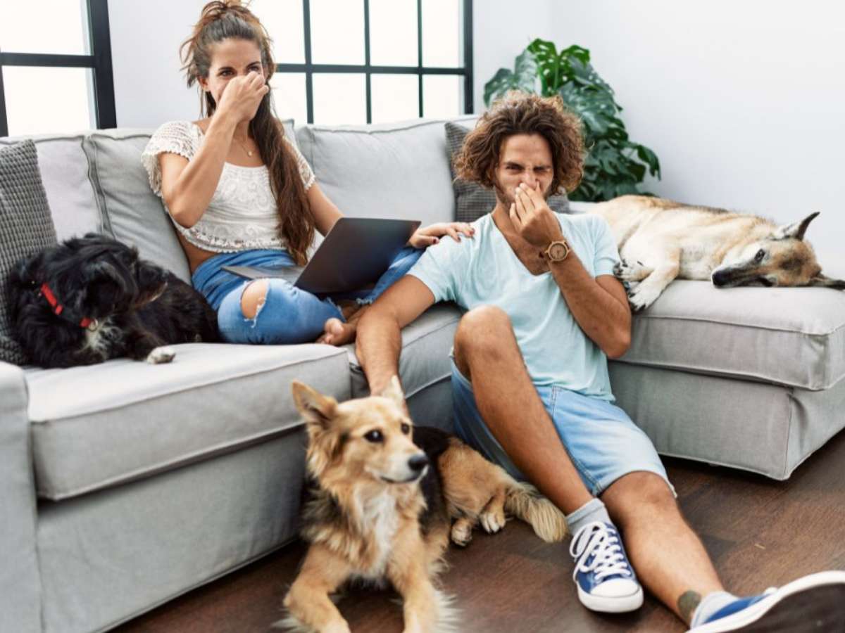 Tecidos de Sofá Mais Resistentes a Odores de Animais: Qual Escolher?