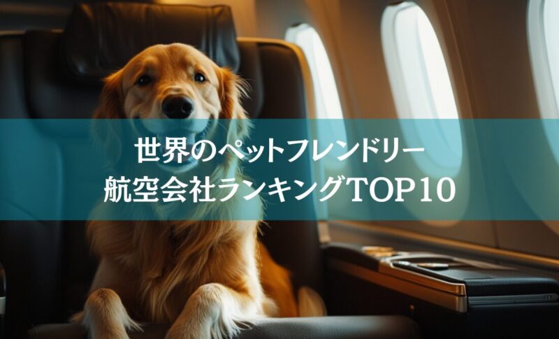 Entenda as Regras de Peso e Tamanho da Caixa de Transporte para Pets em Voos