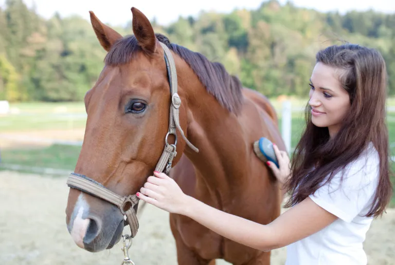 melhores dietas para cavalos de corrida