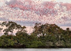 delta do parnaiba revoada dos guaras