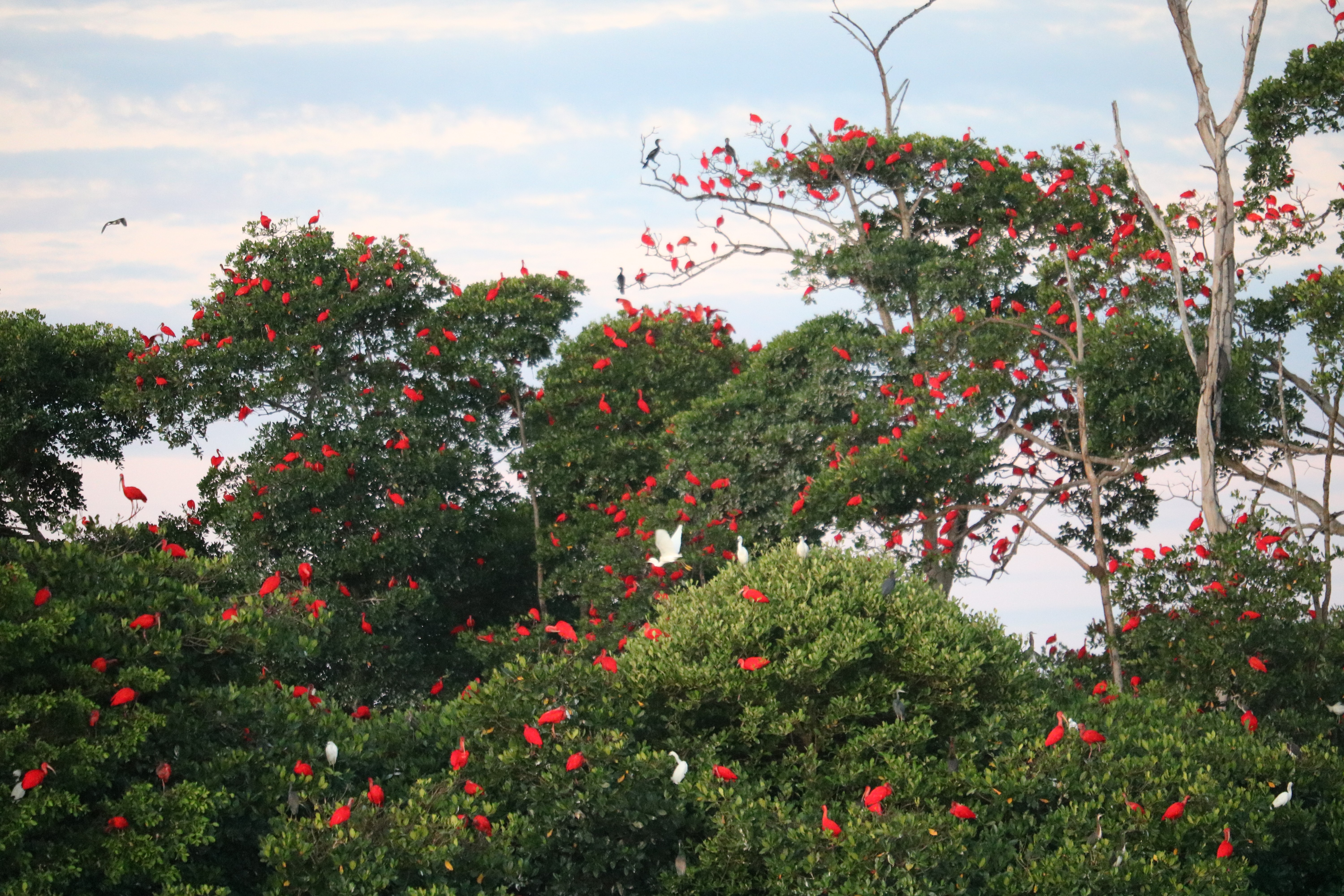 Guia Completo da Revoada dos Guarás no Delta do Parnaíba