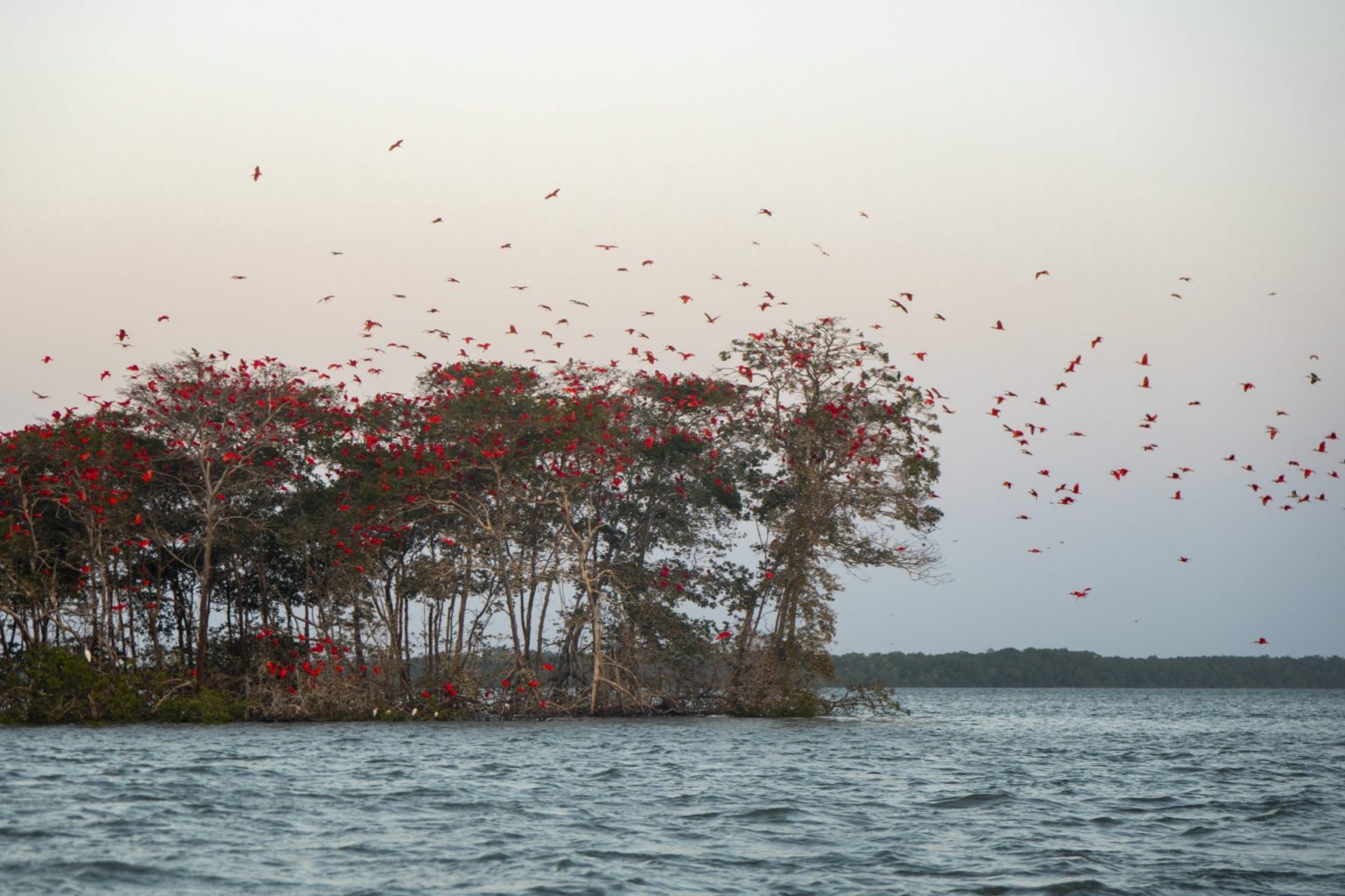 Roteiro de 1 Dia no Delta do Parnaíba: Foco na Revoada dos Guarás