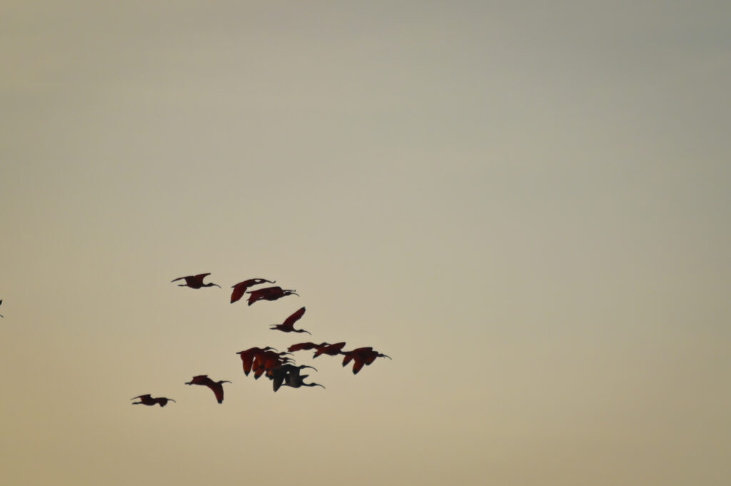 delta do parnaiba revoada dos guaras