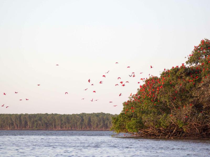 Melhor Época e Dicas para o Passeio da Revoada dos Guarás