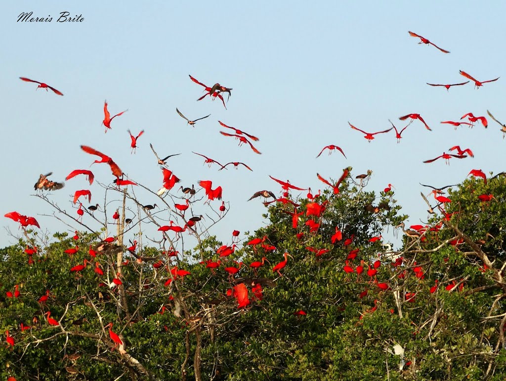 O Que Levar e Como se Preparar para Ver a Revoada dos Guarás