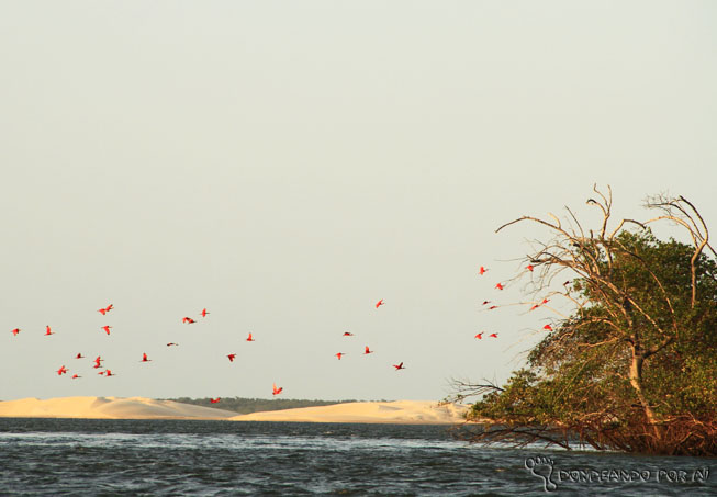 A Importância da Conservação da Revoada dos Guarás no Delta do Parnaíba