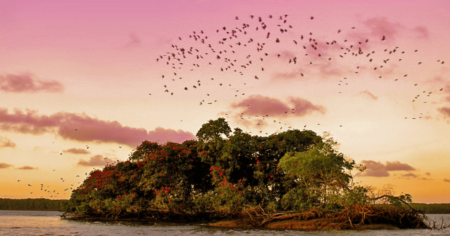 Melhor Época e Dicas para o Passeio da Revoada dos Guarás