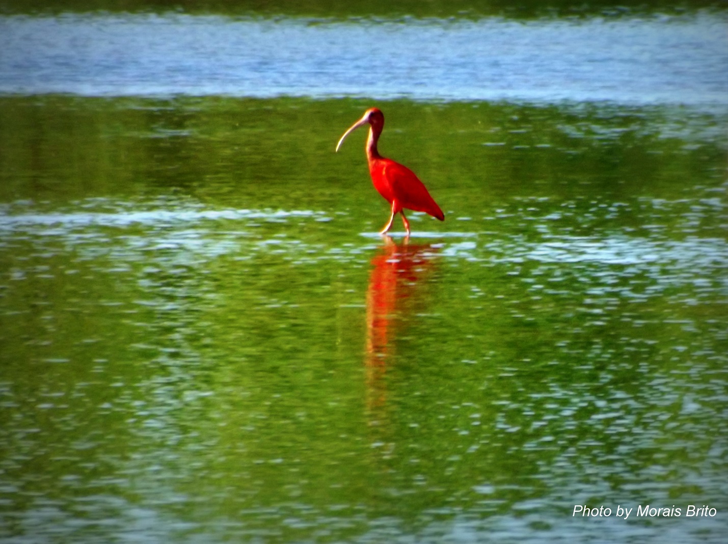 O Que Levar e Como se Preparar para Ver a Revoada dos Guarás