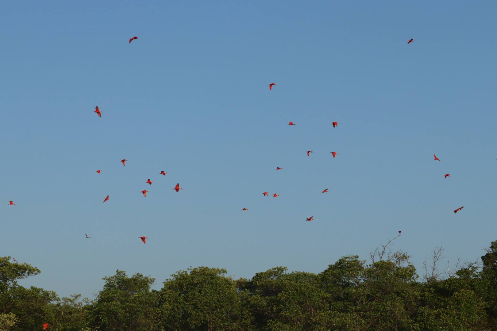 Roteiro de 1 Dia no Delta do Parnaíba: Foco na Revoada dos Guarás