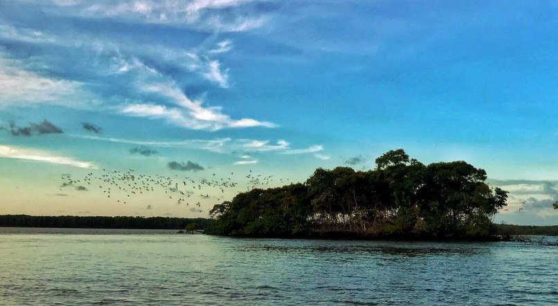 A Importância da Conservação da Revoada dos Guarás no Delta do Parnaíba