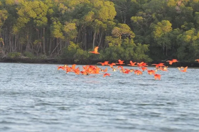 Guia Completo da Revoada dos Guarás no Delta do Parnaíba