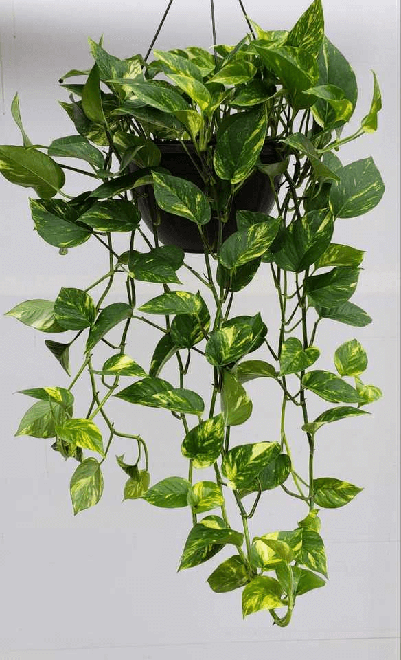 Guia Completo de Rega para Plantas de Apartamento