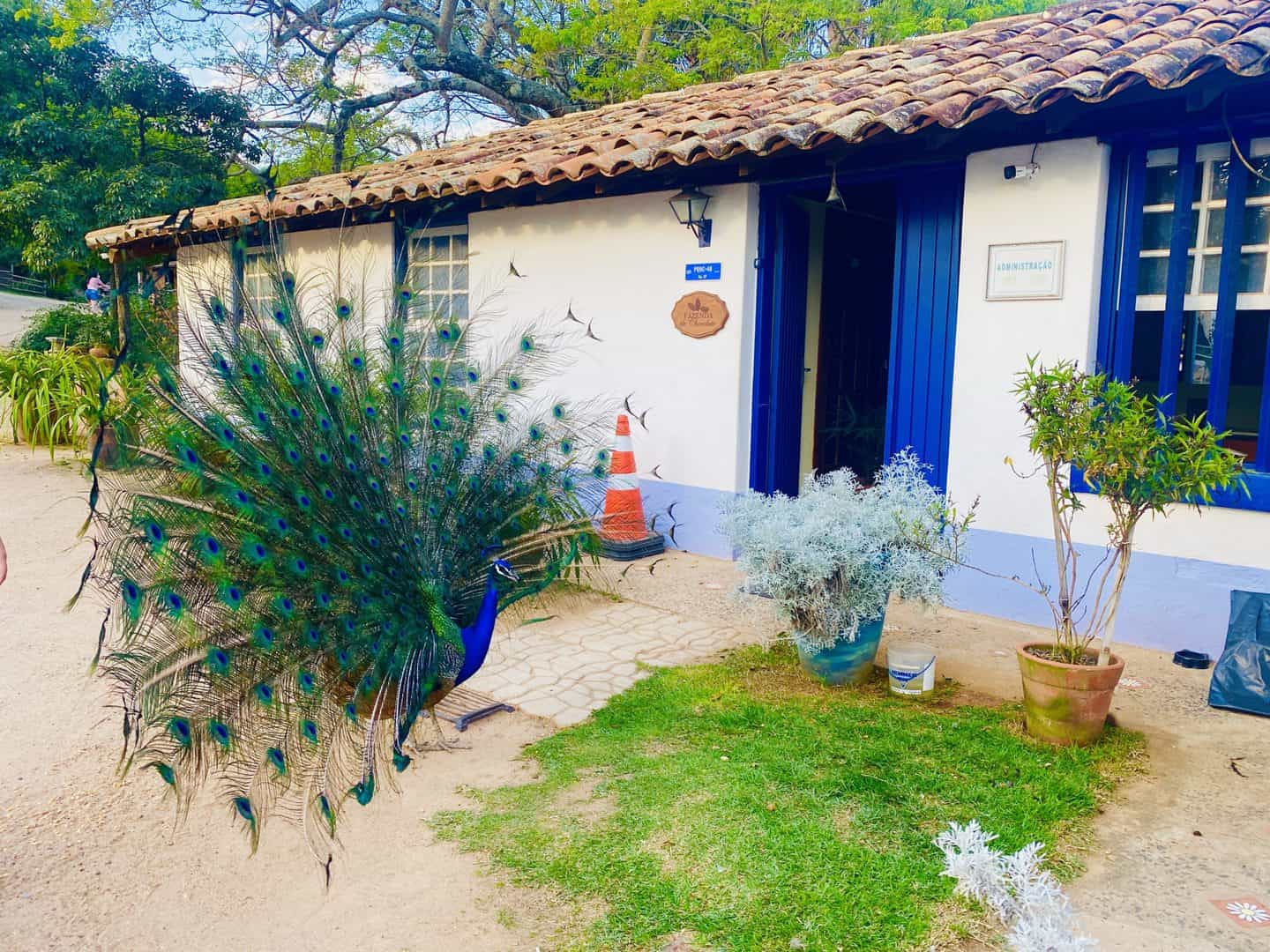 fazenda do chocolate itu