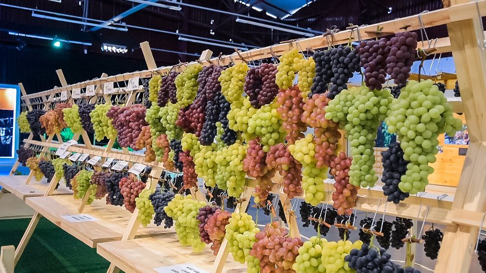 festa da uva caxias do sul