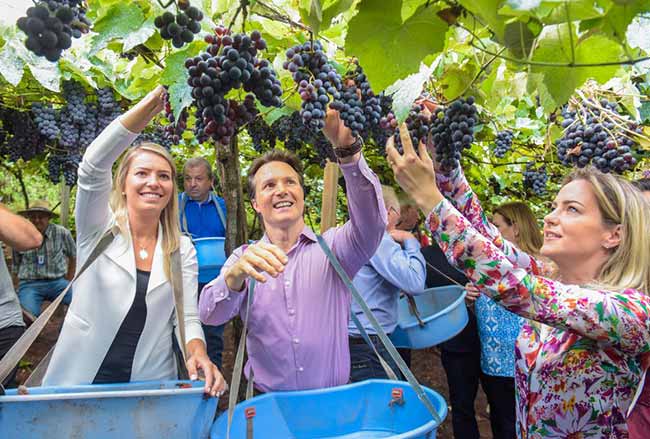 Como Aproveitar a Festa da Uva 2026 com Entrada Gratuita