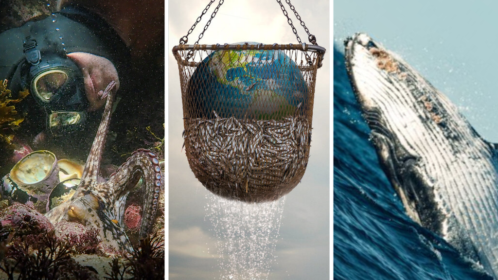 Guia completo dos canais de YouTube para entender o comportamento de gatos