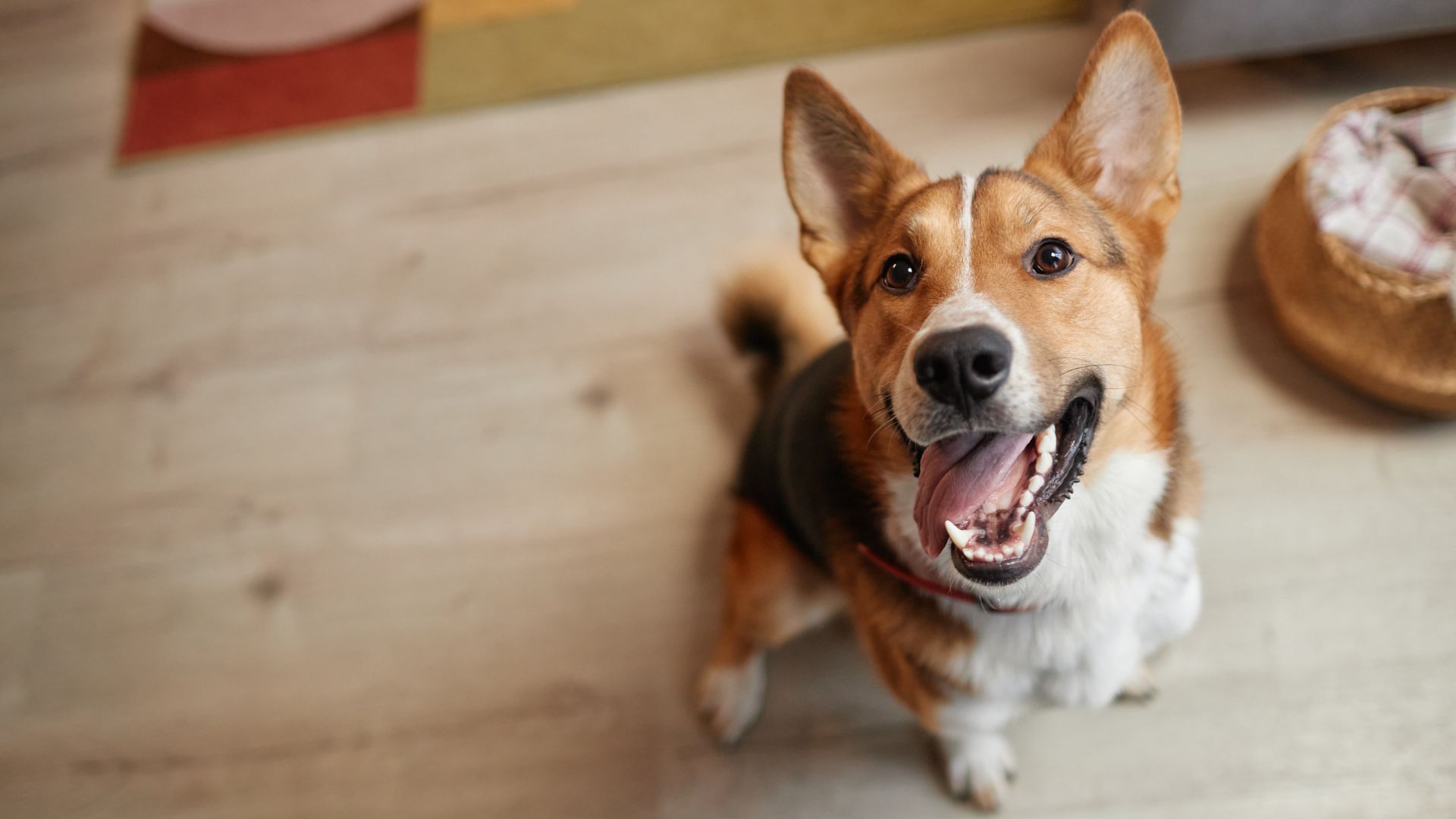 Os documentários de vida selvagem mais impactantes da BBC Earth