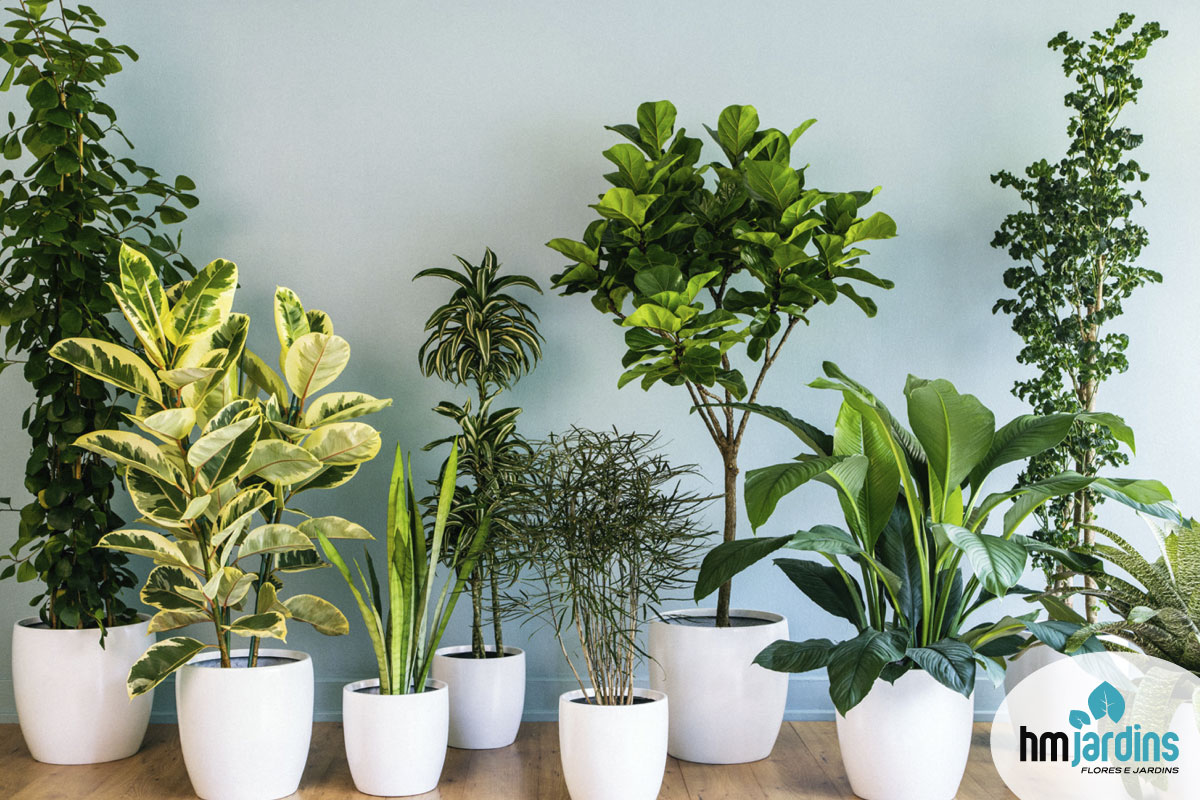 melhores plantas para apartamento fechado