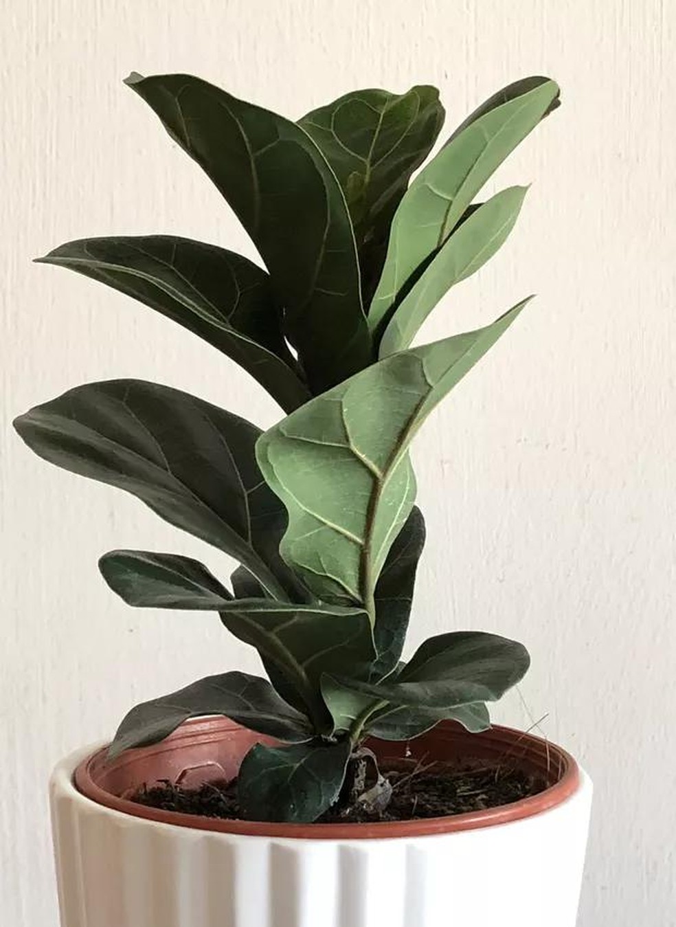 Guia Completo de Vasos Ideais para Plantas de Apartamento