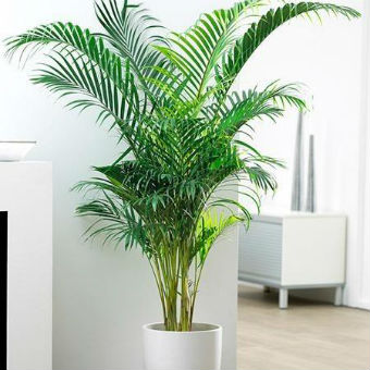 Decoração com Plantas: Transforme Cantos Escuros em Pontos de Destaque