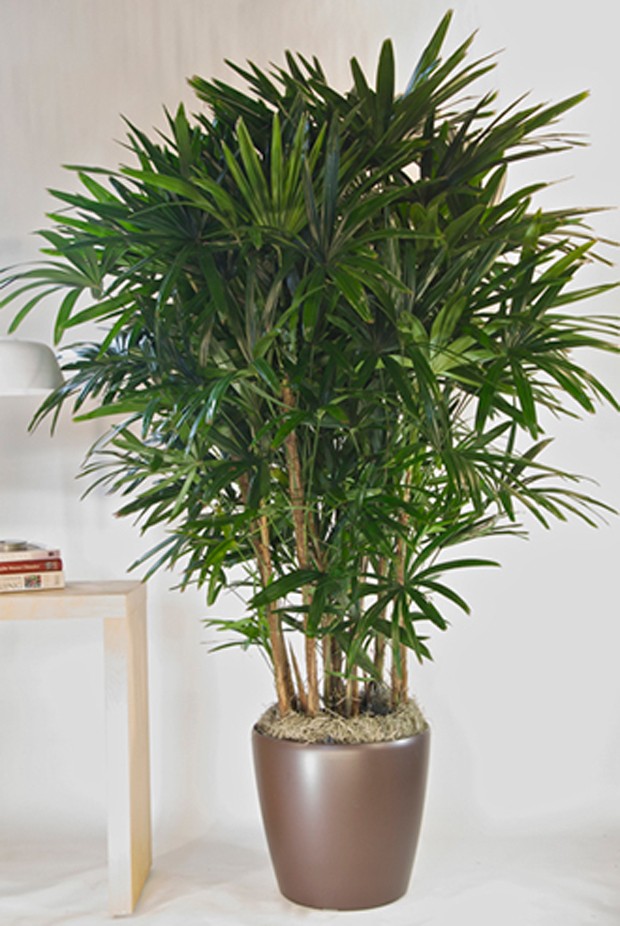 Os Melhores Fertilizantes para Plantas de Sombra: Dicas e Aplicação