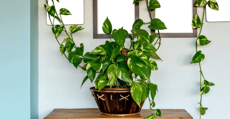 melhores plantas para apartamento fechado