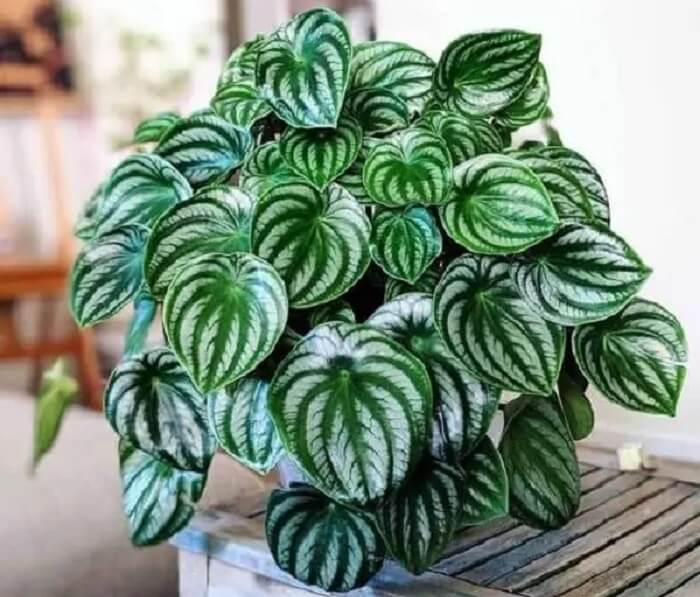 Mitos e Verdades sobre a Purificação do Ar por Plantas em Ambientes Fechados