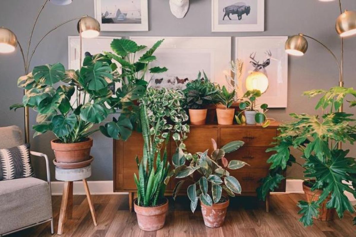 Decoração com Plantas: Transforme Cantos Escuros em Pontos de Destaque