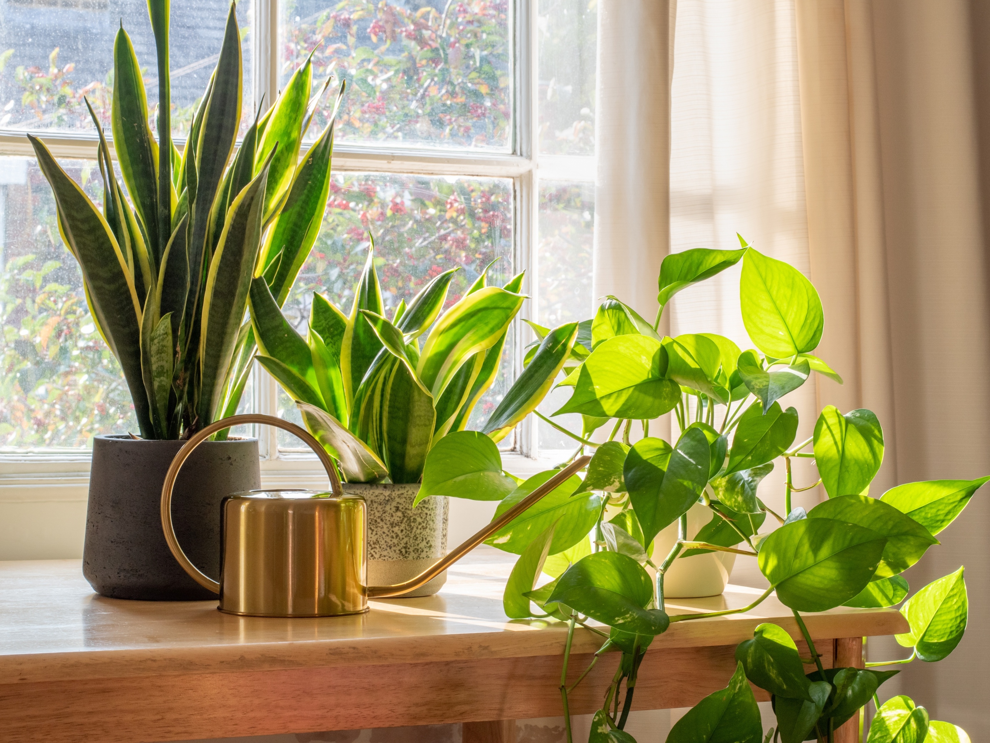 melhores plantas para apartamento fechado