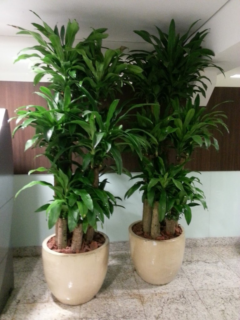 Decoração com Plantas: Transforme Cantos Escuros em Pontos de Destaque