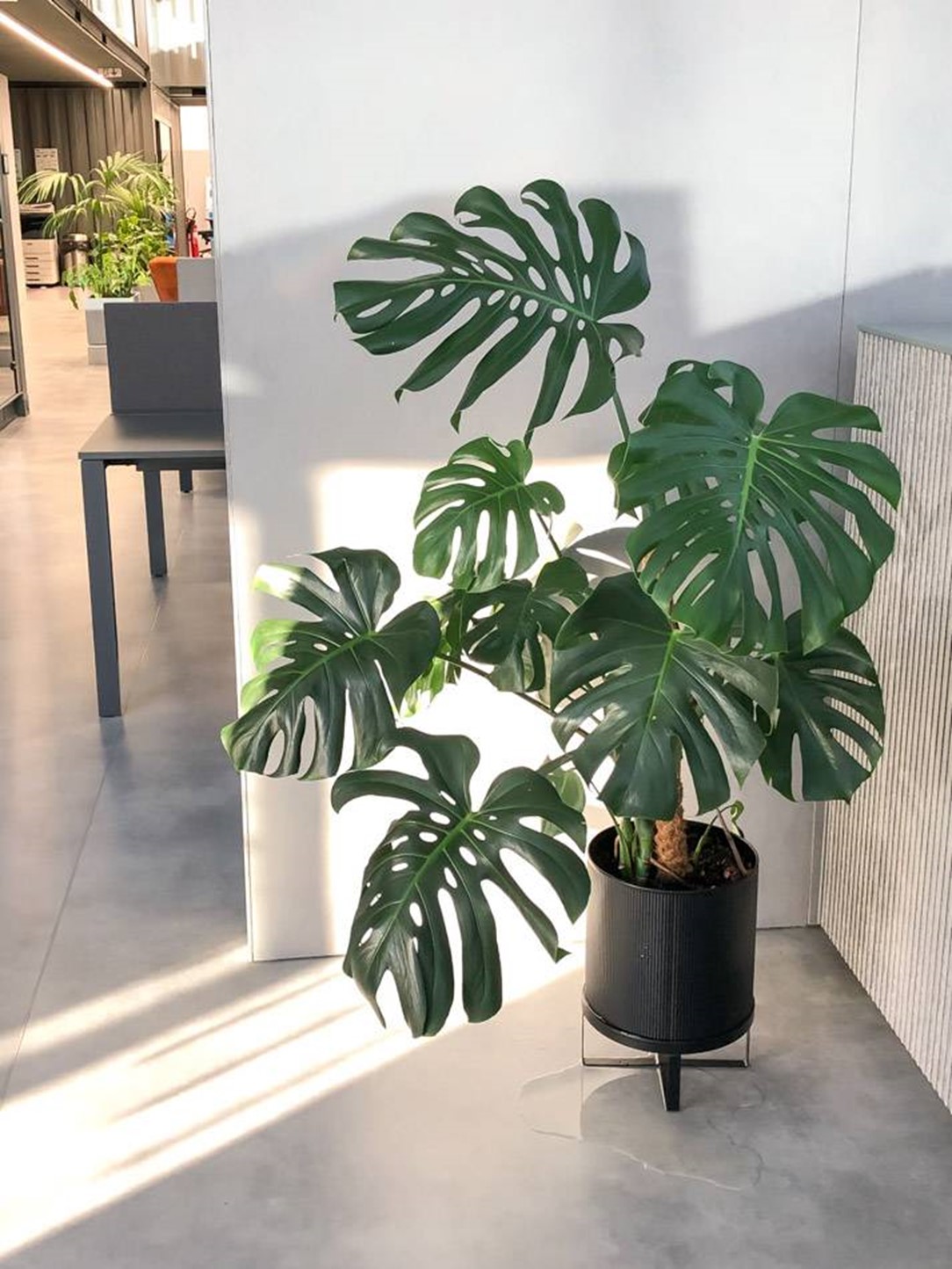 melhores plantas para apartamento fechado