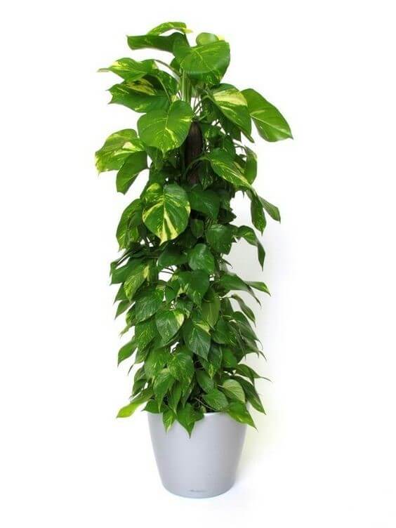 Guia Completo de Vasos Ideais para Plantas de Apartamento