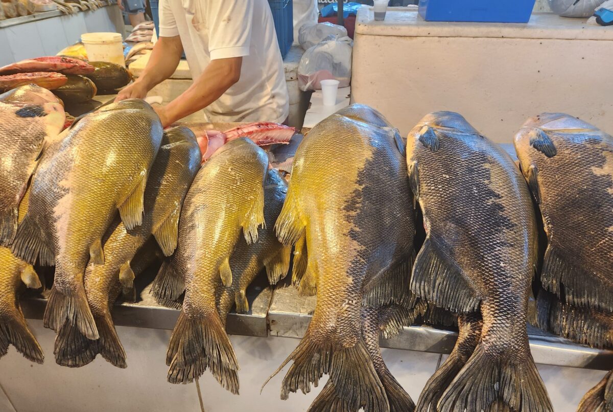 Guia Completo de Peixes da Amazônia: Sabores e Benefícios