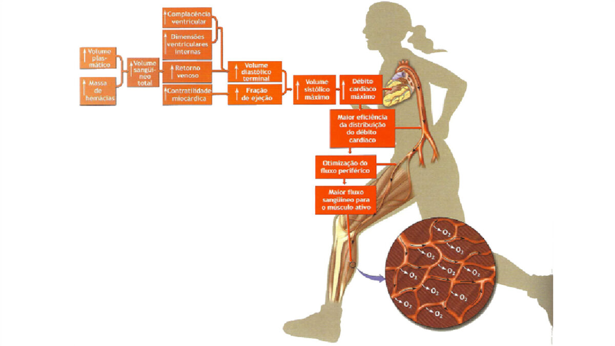 VO2 Máx e Longevidade: A conexão com a saúde do coração