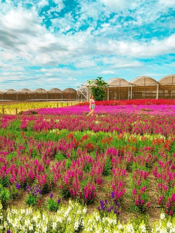 Gastronomia Holandesa em Holambra: Onde Comer e o que Provar
